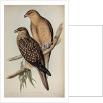 Whistling eagle by Henry Constantine Richter; Charles Joseph Hullmandel