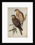 Whistling eagle by Henry Constantine Richter; Charles Joseph Hullmandel