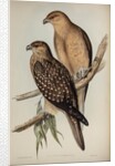 Whistling eagle by Henry Constantine Richter; Charles Joseph Hullmandel