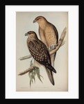 Whistling eagle by Henry Constantine Richter; Charles Joseph Hullmandel