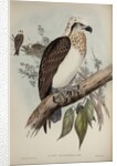 White-headed osprey by Henry Constantine Richter; Charles Joseph Hullmandel
