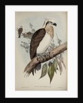 White-headed osprey by Henry Constantine Richter; Charles Joseph Hullmandel