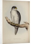 Grey falcon by Elizabeth Gould; Charles Joseph Hullmandel
