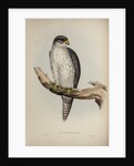 Grey falcon by Elizabeth Gould; Charles Joseph Hullmandel