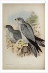 Grey falcon by Henry Constantine Richter; Hullmandel & Walton