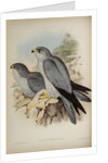 Grey falcon by Henry Constantine Richter; Hullmandel & Walton