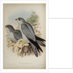 Grey falcon by Henry Constantine Richter; Hullmandel & Walton