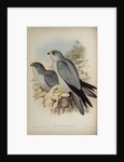 Grey falcon by Henry Constantine Richter; Hullmandel & Walton