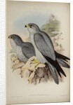 Grey falcon by Henry Constantine Richter; Hullmandel & Walton