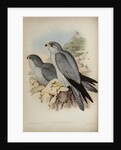 Grey falcon by Henry Constantine Richter; Hullmandel & Walton