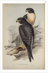 Black-cheeked falcon by Elizabeth Gould; Charles Joseph Hullmandel