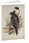 Black-cheeked falcon by Elizabeth Gould; Charles Joseph Hullmandel