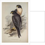 Black-cheeked falcon by Elizabeth Gould; Charles Joseph Hullmandel
