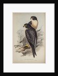 Black-cheeked falcon by Elizabeth Gould; Charles Joseph Hullmandel