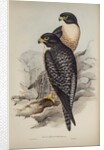 Black-cheeked falcon by Elizabeth Gould; Charles Joseph Hullmandel
