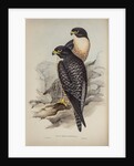 Black-cheeked falcon by Elizabeth Gould; Charles Joseph Hullmandel