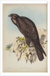 Black falcon by Henry Constantine Richter; Hullmandel & Walton