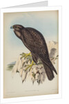 Black falcon by Henry Constantine Richter; Hullmandel & Walton