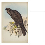 Black falcon by Henry Constantine Richter; Hullmandel & Walton