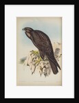 Black falcon by Henry Constantine Richter; Hullmandel & Walton