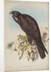 Black falcon by Henry Constantine Richter; Hullmandel & Walton