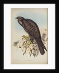 Black falcon by Henry Constantine Richter; Hullmandel & Walton