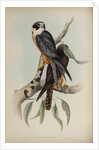 White-fronted falcon by Elizabeth Gould; Charles Joseph Hullmandel