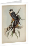White-fronted falcon by Elizabeth Gould; Charles Joseph Hullmandel