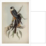 White-fronted falcon by Elizabeth Gould; Charles Joseph Hullmandel