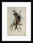 White-fronted falcon by Elizabeth Gould; Charles Joseph Hullmandel