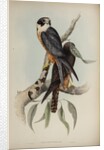 White-fronted falcon by Elizabeth Gould; Charles Joseph Hullmandel