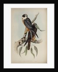White-fronted falcon by Elizabeth Gould; Charles Joseph Hullmandel