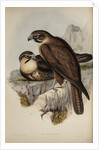 Brown hawk by Henry Constantine Richter; Charles Joseph Hullmandel
