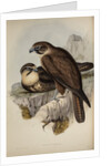 Brown hawk by Henry Constantine Richter; Charles Joseph Hullmandel