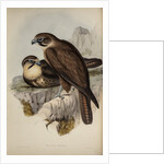 Brown hawk by Henry Constantine Richter; Charles Joseph Hullmandel