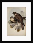 Brown hawk by Henry Constantine Richter; Charles Joseph Hullmandel