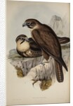 Brown hawk by Henry Constantine Richter; Charles Joseph Hullmandel