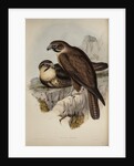 Brown hawk by Henry Constantine Richter; Charles Joseph Hullmandel