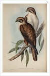 Western brown hawk by Henry Constantine Richter; Charles Joseph Hullmandel