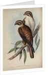 Western brown hawk by Henry Constantine Richter; Charles Joseph Hullmandel