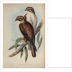 Western brown hawk by Henry Constantine Richter; Charles Joseph Hullmandel