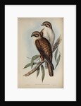 Western brown hawk by Henry Constantine Richter; Charles Joseph Hullmandel