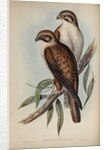 Western brown hawk by Henry Constantine Richter; Charles Joseph Hullmandel