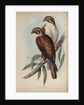 Western brown hawk by Henry Constantine Richter; Charles Joseph Hullmandel