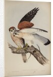 Nankeen kestrel by Henry Constantine Richter; Charles Joseph Hullmandel