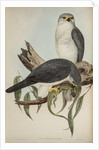 New Holland goshawk by Henry Constantine Richter; Charles Joseph Hullmandel