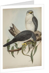 New Holland goshawk by Henry Constantine Richter; Charles Joseph Hullmandel