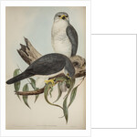 New Holland goshawk by Henry Constantine Richter; Charles Joseph Hullmandel