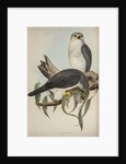 New Holland goshawk by Henry Constantine Richter; Charles Joseph Hullmandel