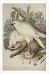 White goshawk by Henry Constantine Richter; Charles Joseph Hullmandel